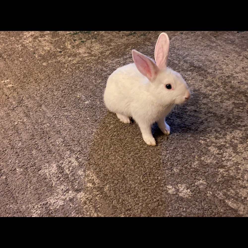 Meet your Posher, Lulu